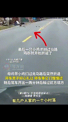 “解释不清了！”西藏芒康，男子路过几户人家的小村落，一母鸡带着小鸡过完马路后又突