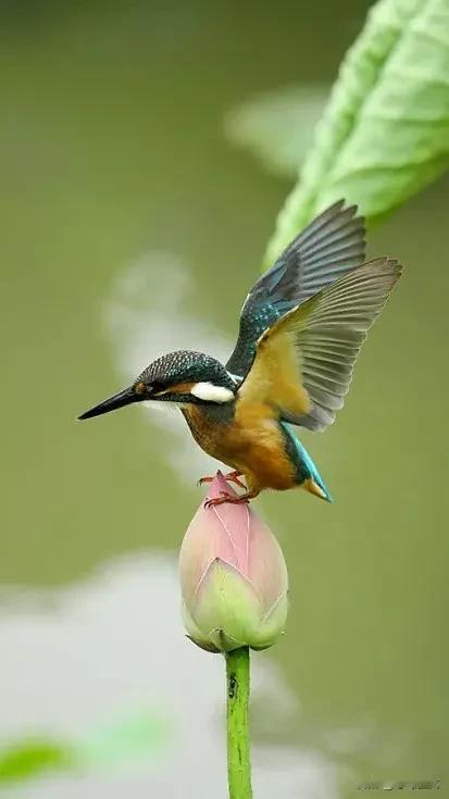 《翠鸟荷塘》
 
翠鸟戏荷塘，莲叶随风漾。
荷花映日红，娇姿舞霓裳。
翠羽轻点水