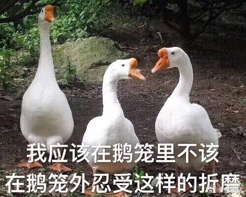 鹅:我应该在鹅笼里，不该在笼外忍受折磨 