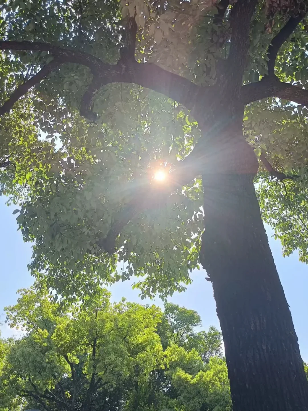 树荫下的阳光