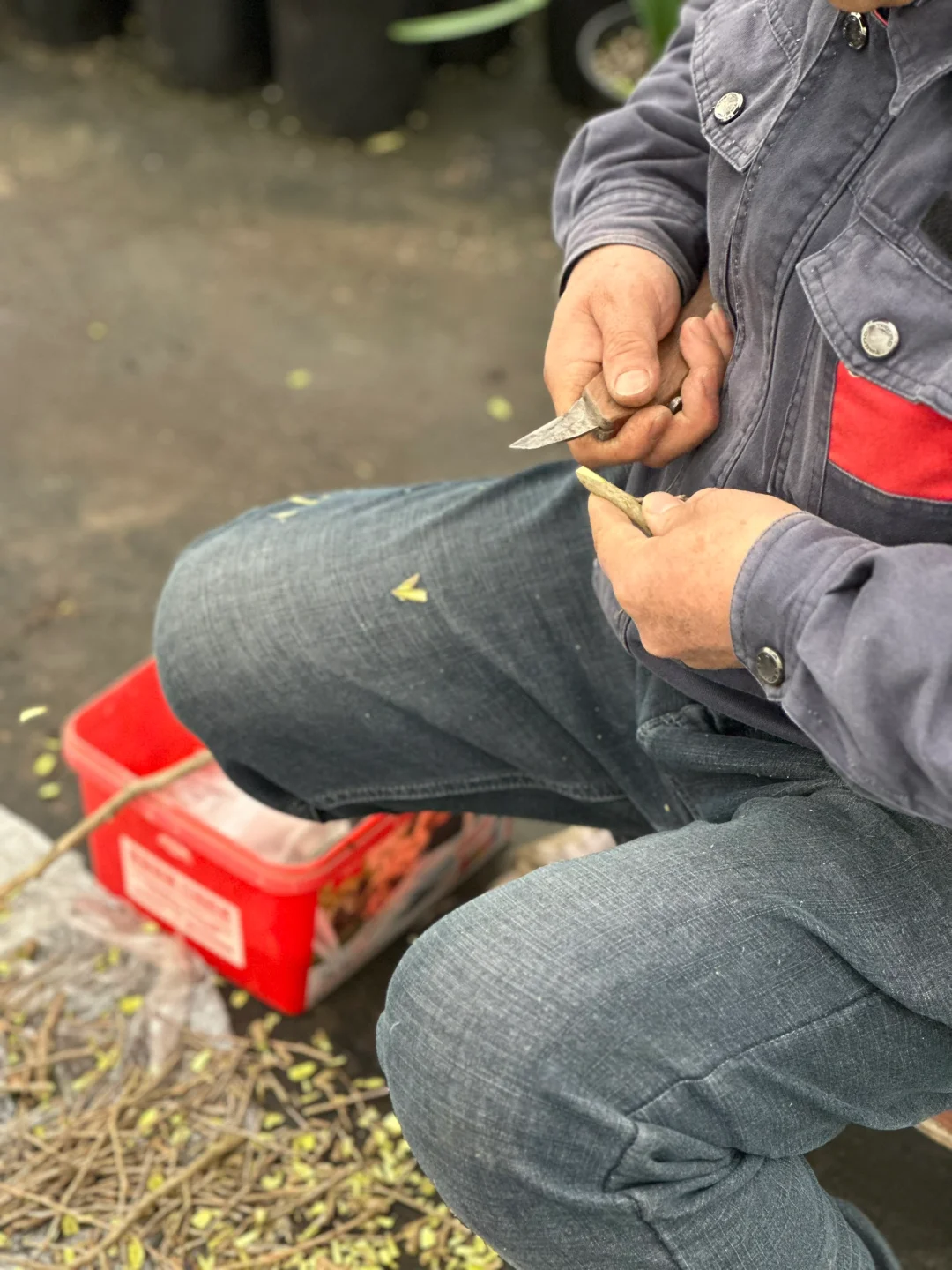 乡土植物繁育