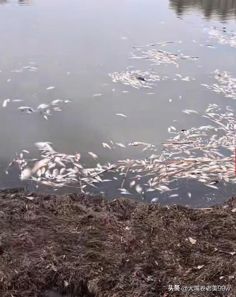 辽河公园湖面，漂浮大量死鱼，当地监测部门为啥不化验一下水质呢？
面临各地乱打药的
