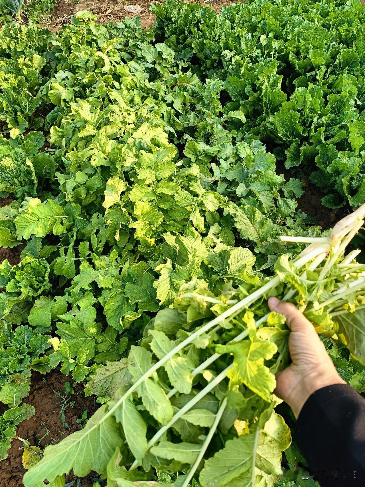 我跟老妈一起种菜，春天种青菜，蚕豆，豆角，黄瓜。

买菜苗栽西红柿，茄子，辣椒，