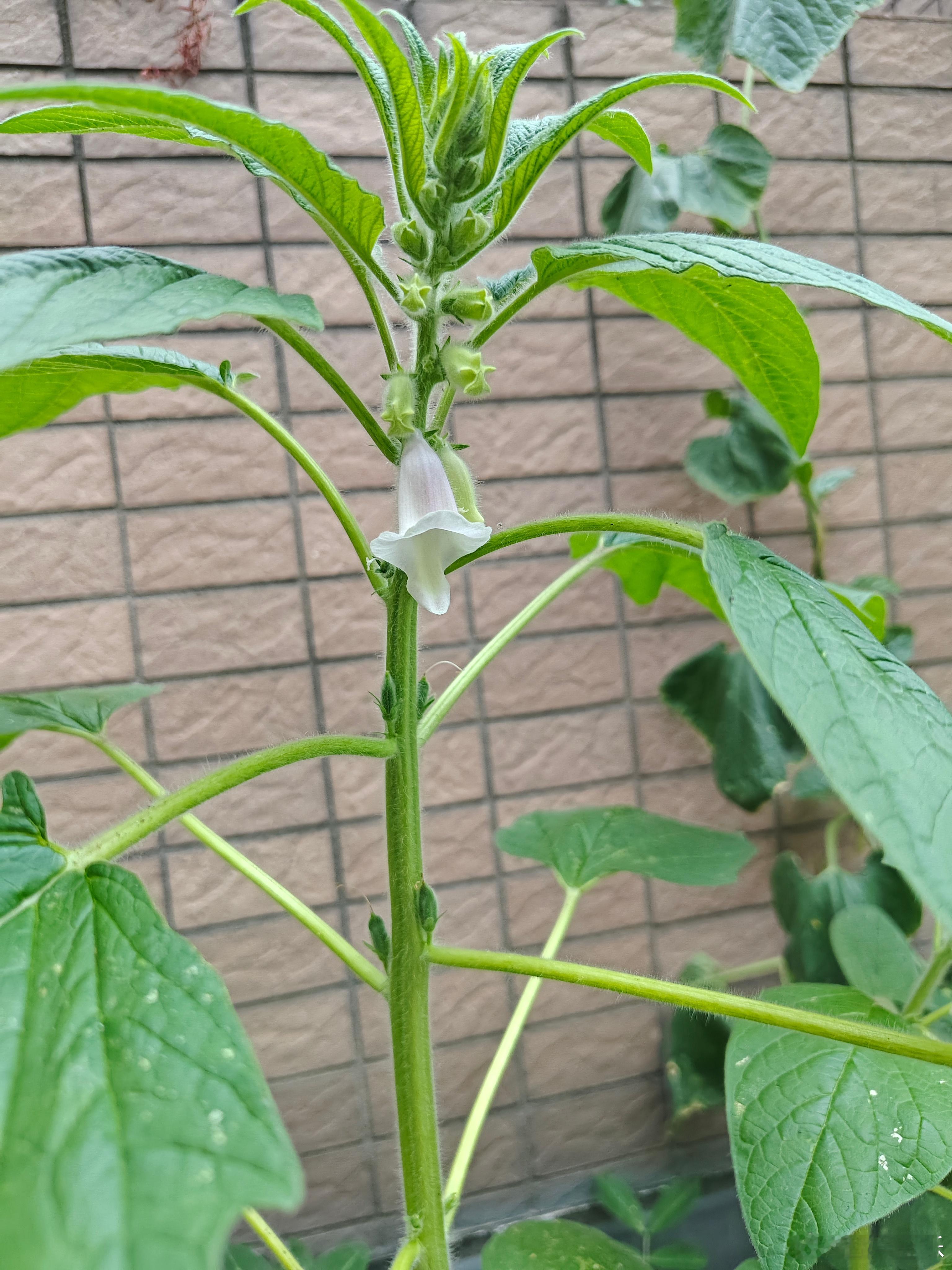 芝麻开花节节高！成都生活