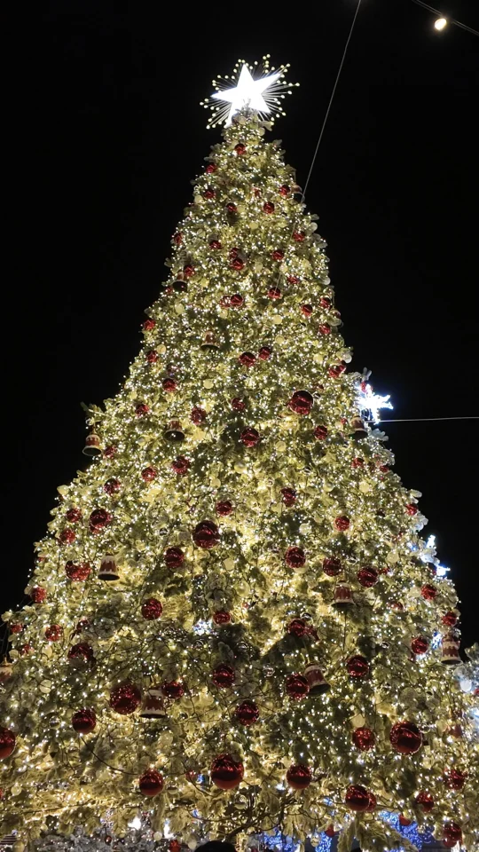 开始期待阿那亚了⭐️圣诞树看一次惊艳一次！