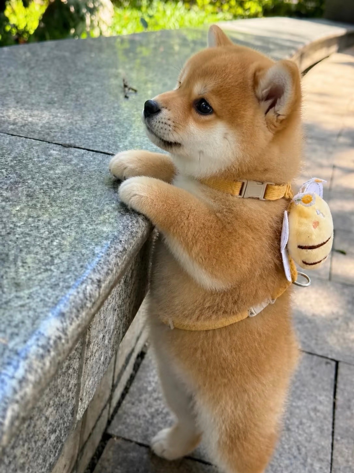 伟铿上学 