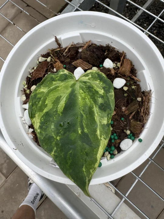 绝绝子花烛锦出嫁了