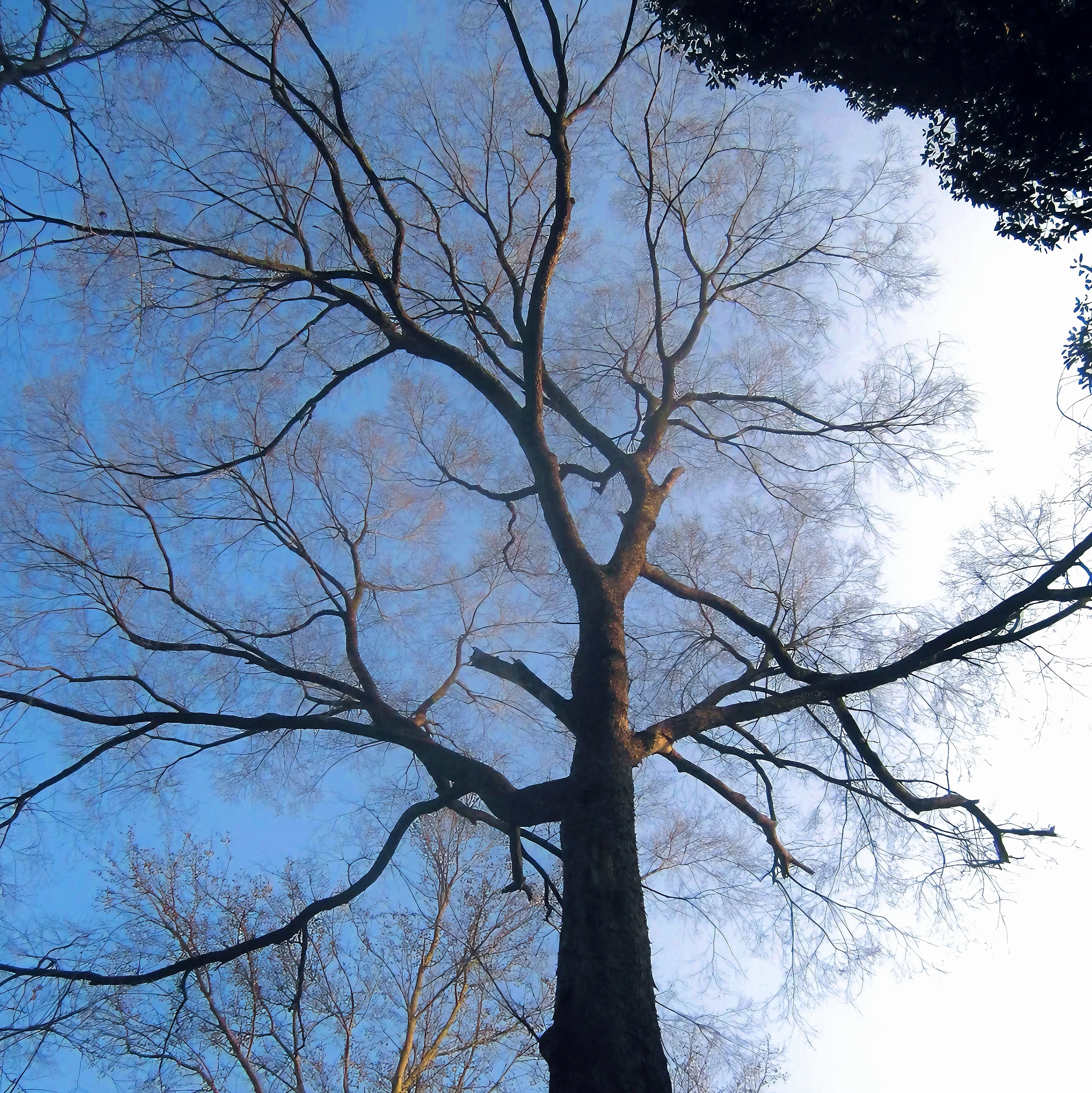 要一百个春天身死 蝴蝶才会忘却相思 