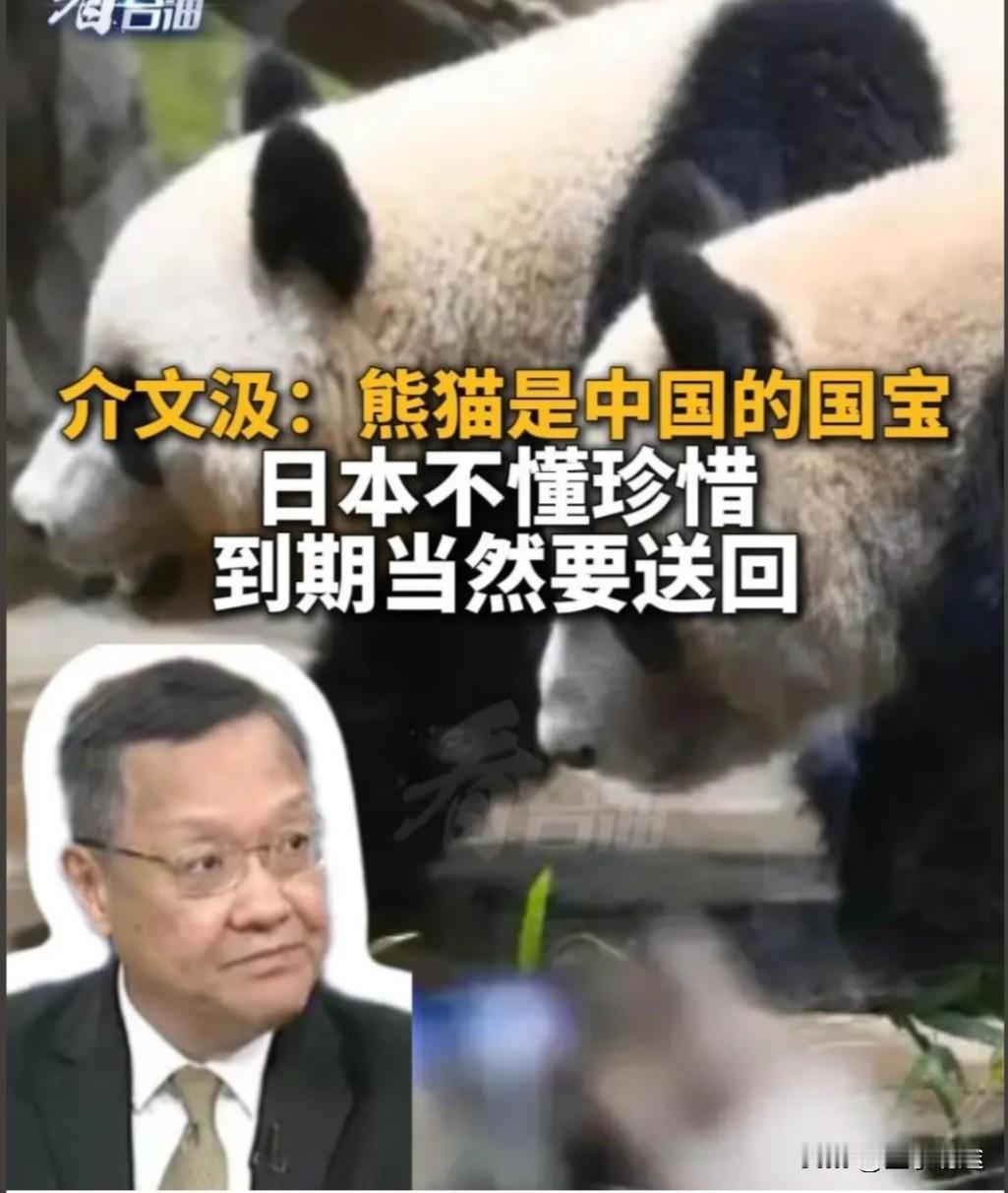 介文汲提及中国大陆赠予日本的熊猫说，这可是国宝级珍宝啊！

熊猫憨态可掬，深受全