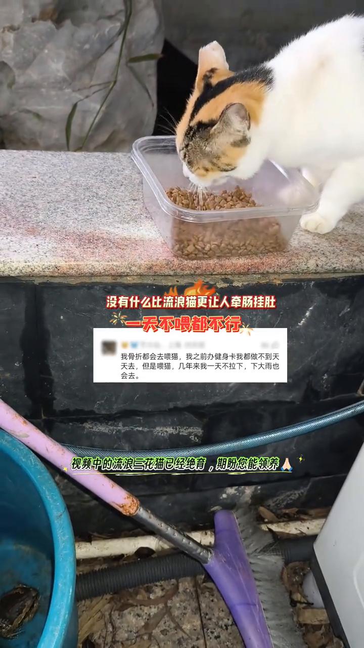 没有什么比流浪猫更让人牵肠挂肚，一天不喂都不行。
我骨折都会去喂猫，之前办健身卡