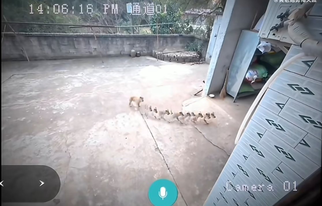 千万别贪便宜买监控大过年也是看见狗子成精了哈哈哈 
