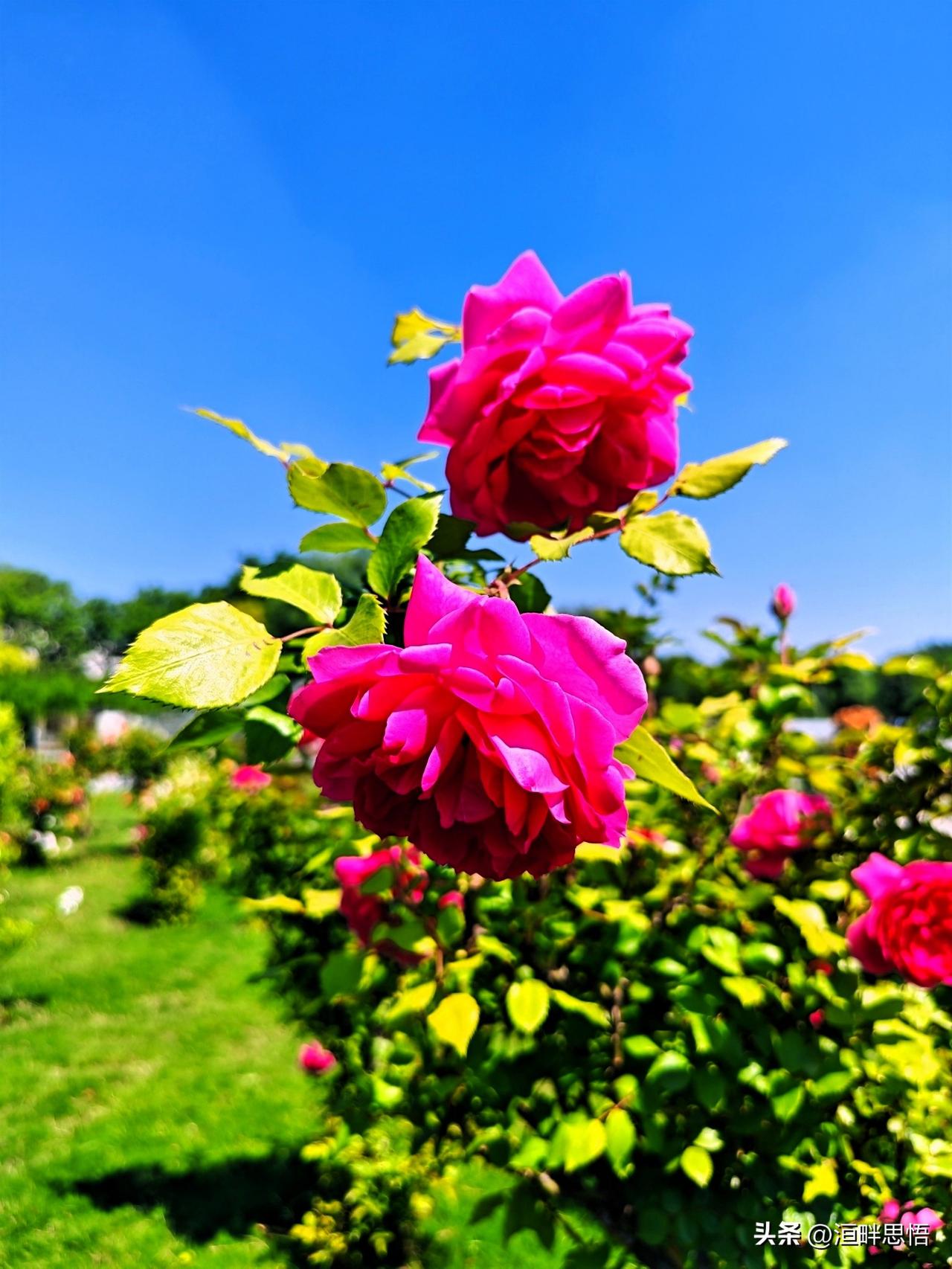 粉艳映晴空，芳菲满径红。