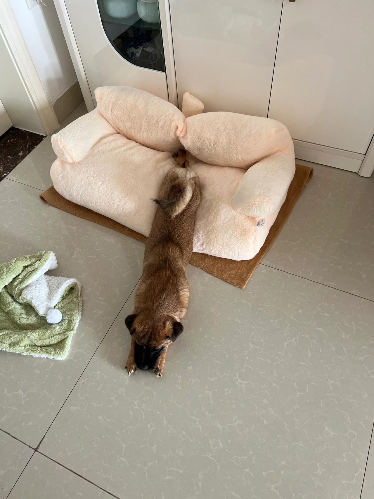 狗狗🐶也过上幸福生活了
狗狗🐶有了新沙发
狗狗🐶很高兴
在新沙发上玩了一上