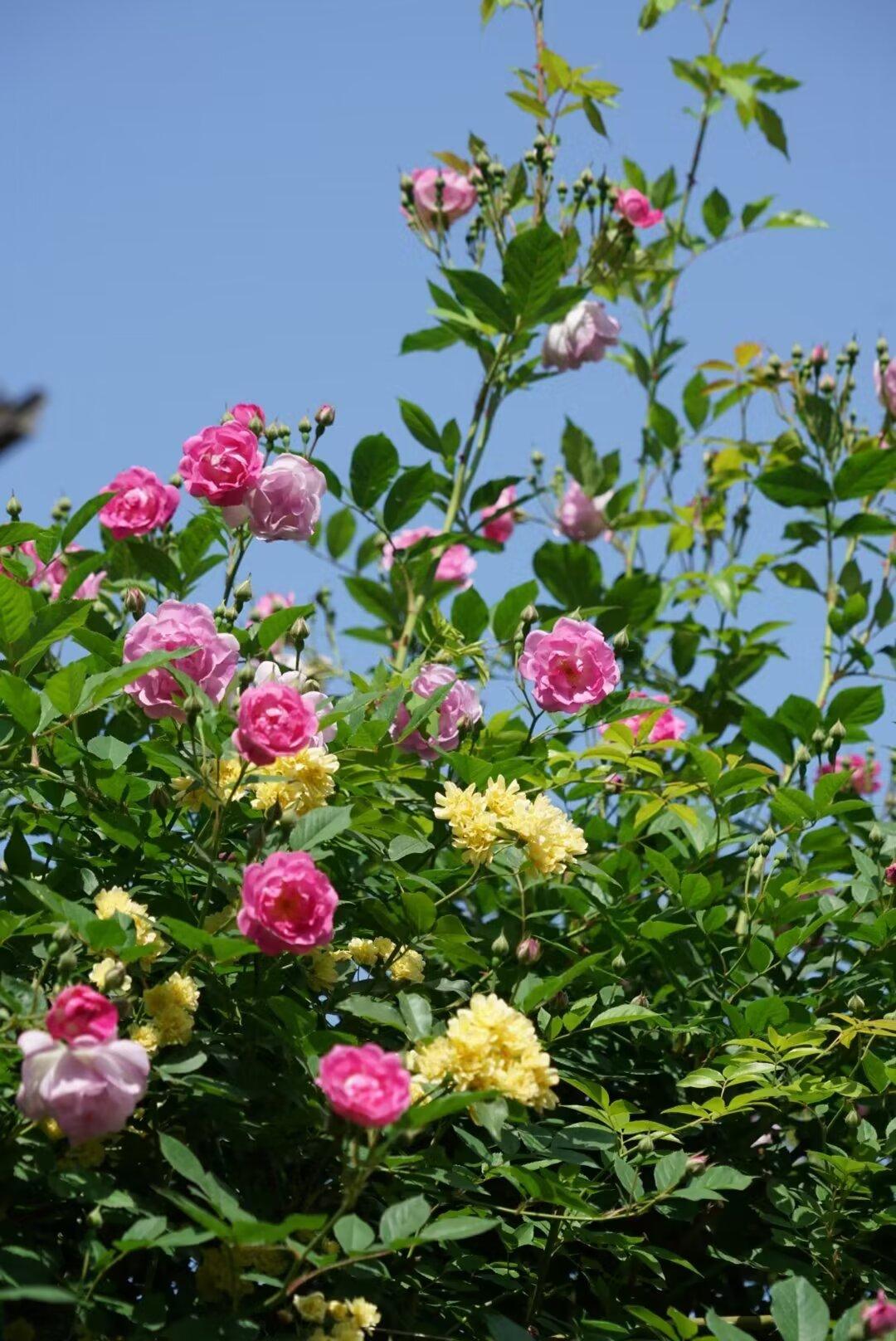 与十二月相伴，一路暖阳，一路花开，为汝一片晴空万丈，为汝一片四海花田，人生，有了