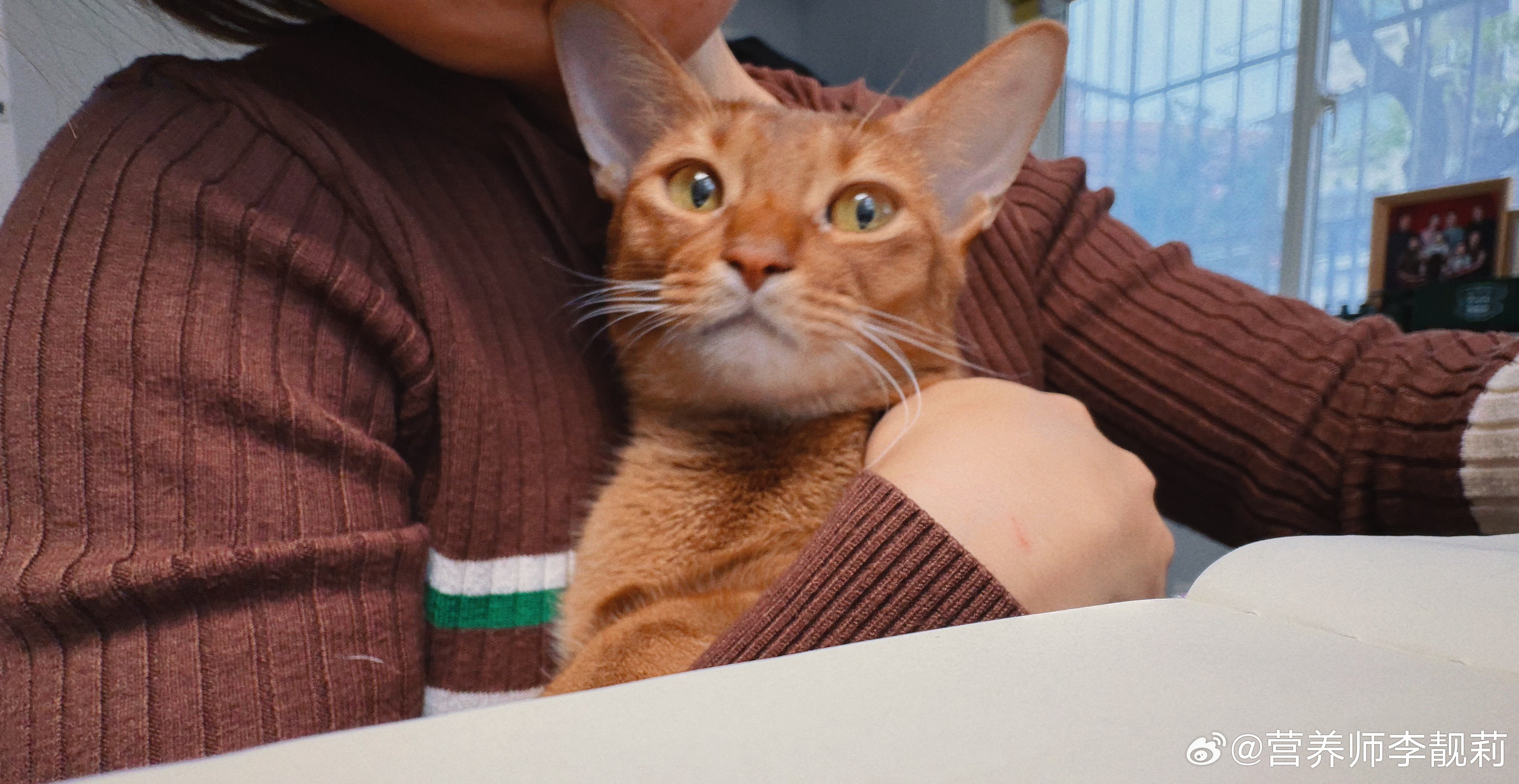 又是香香软软的小咪～ 