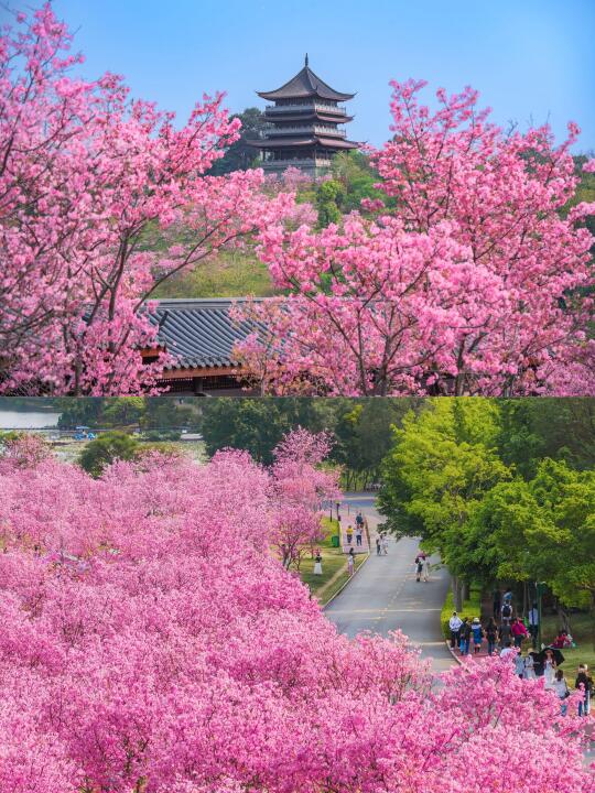 国内赏樱胜地，南宁的樱花园应该有一席之地