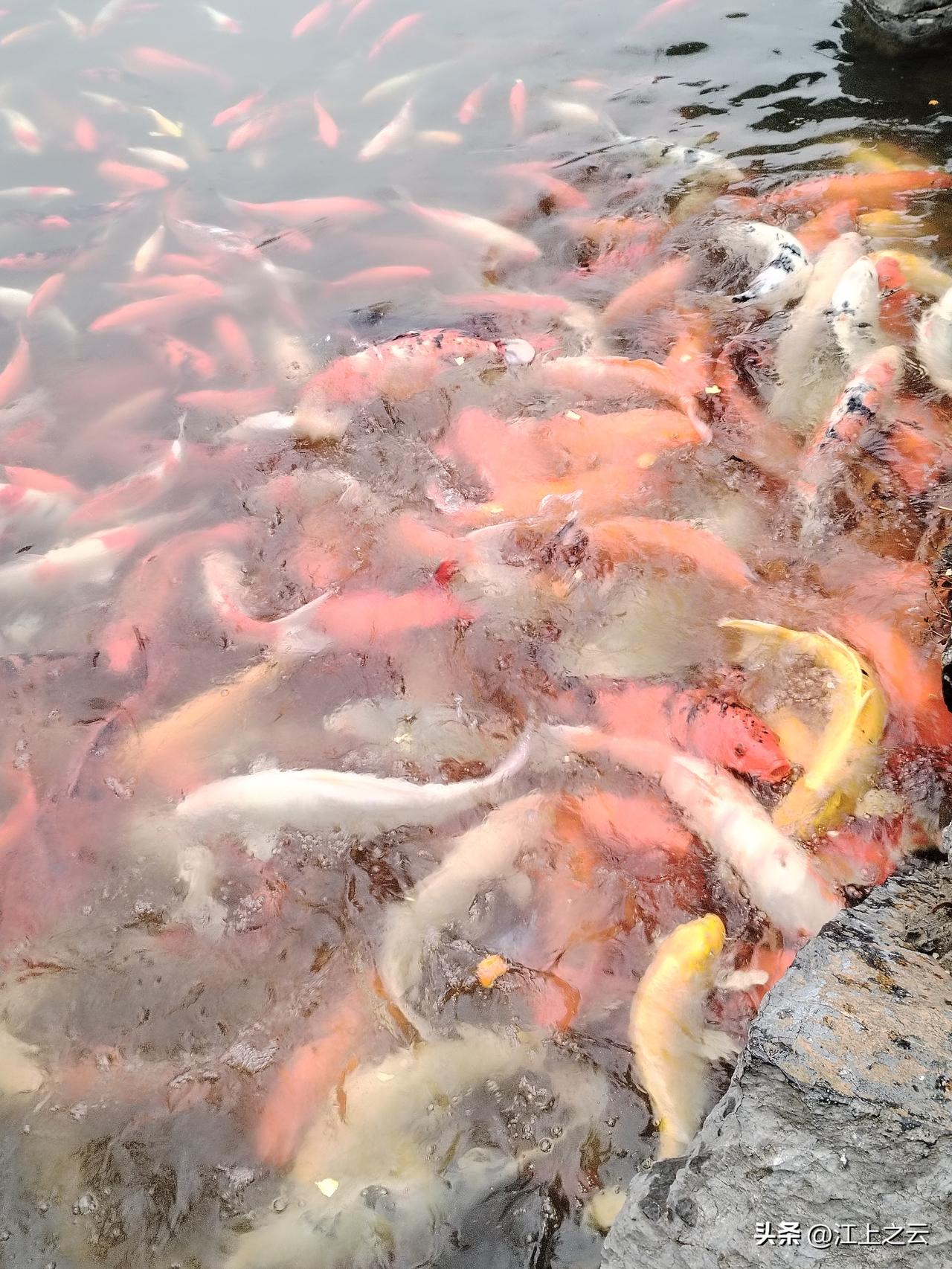 公园里面的锦鲤，太多了，太大了，密密麻麻，五彩斑斓，有红色的，有白色的，有黑色的