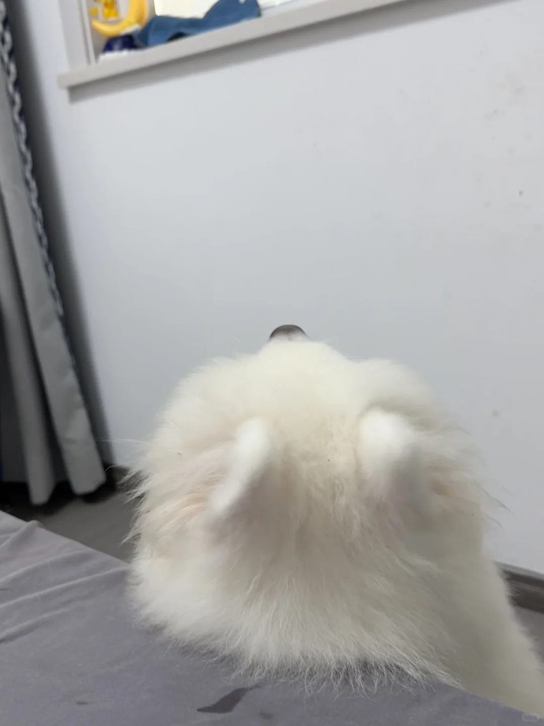 哪个养狗人床边没长过狗头呀？