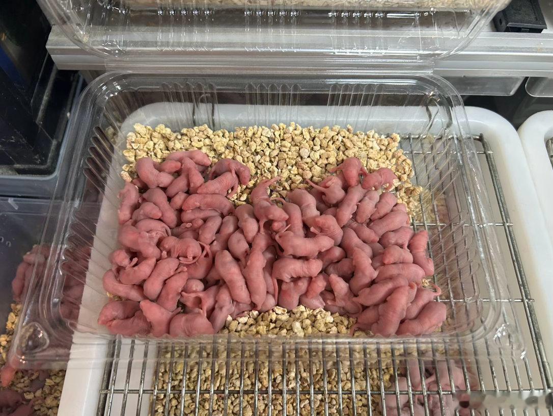 花鸟市场的马陆啊蜈蚣啊蜘蛛啊蝎子啊我都觉得还好，但是这些鼠鼠幼崽实在令人不适….