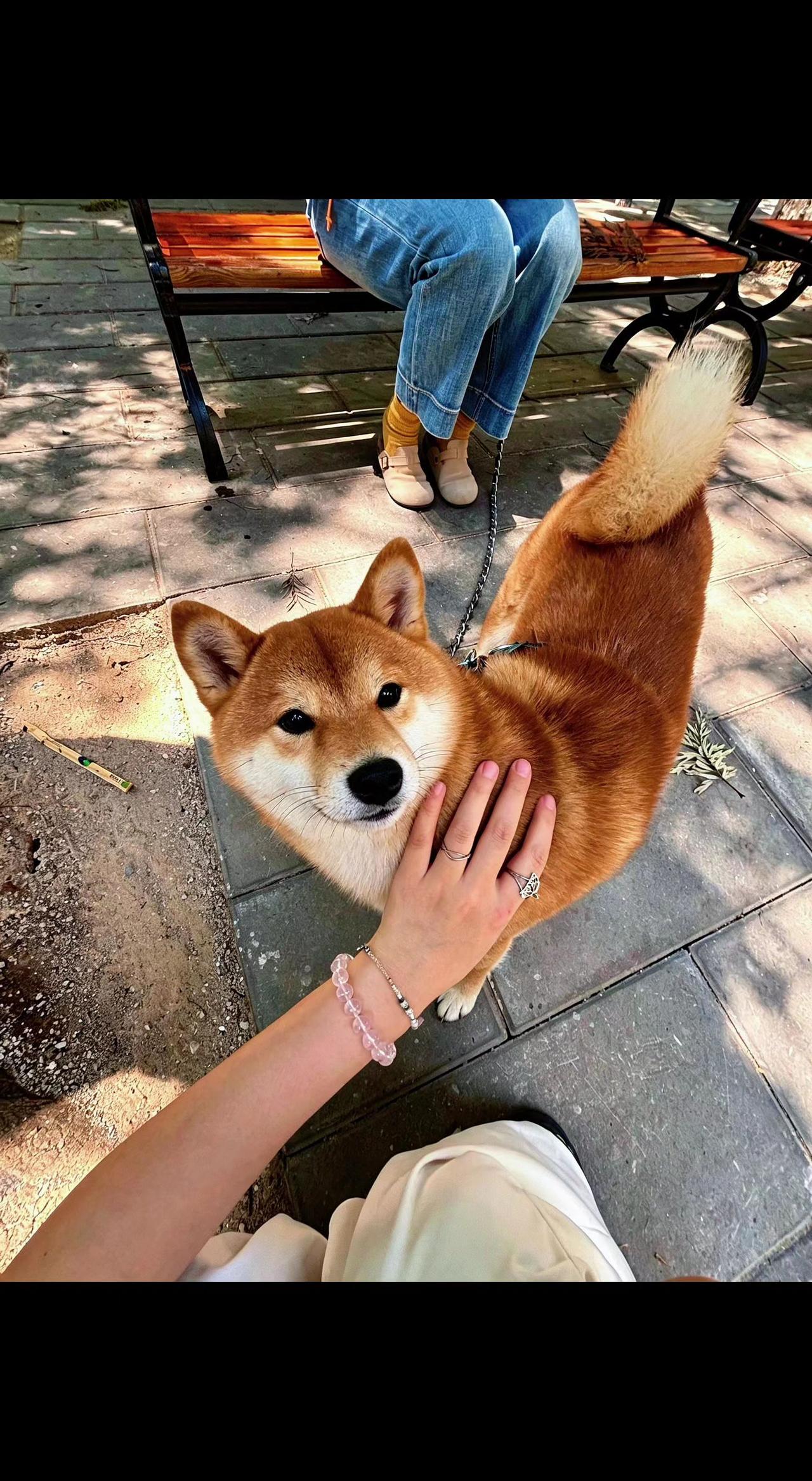 ☀️掌心托着一团会摇尾巴的阳光✨ 影子在石板路上跳圆舞曲～ 治愈是毛茸茸的双向奔