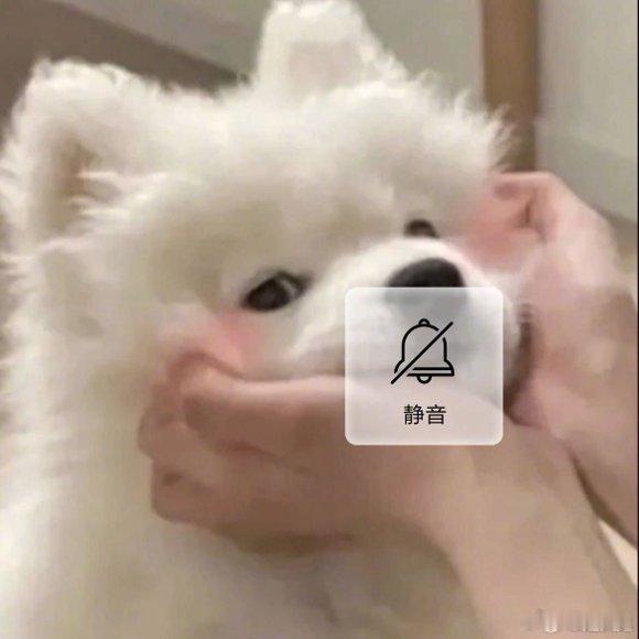 赵又廷让金世佳小嘴巴闭起来谁建三人组群聊快把我拉进去，我只潜水看表情包！问心2