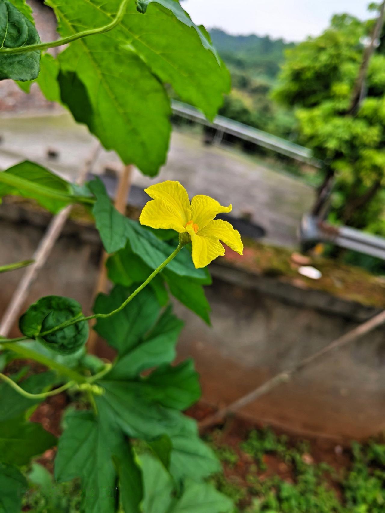 这是什么花儿，你们认识吗？