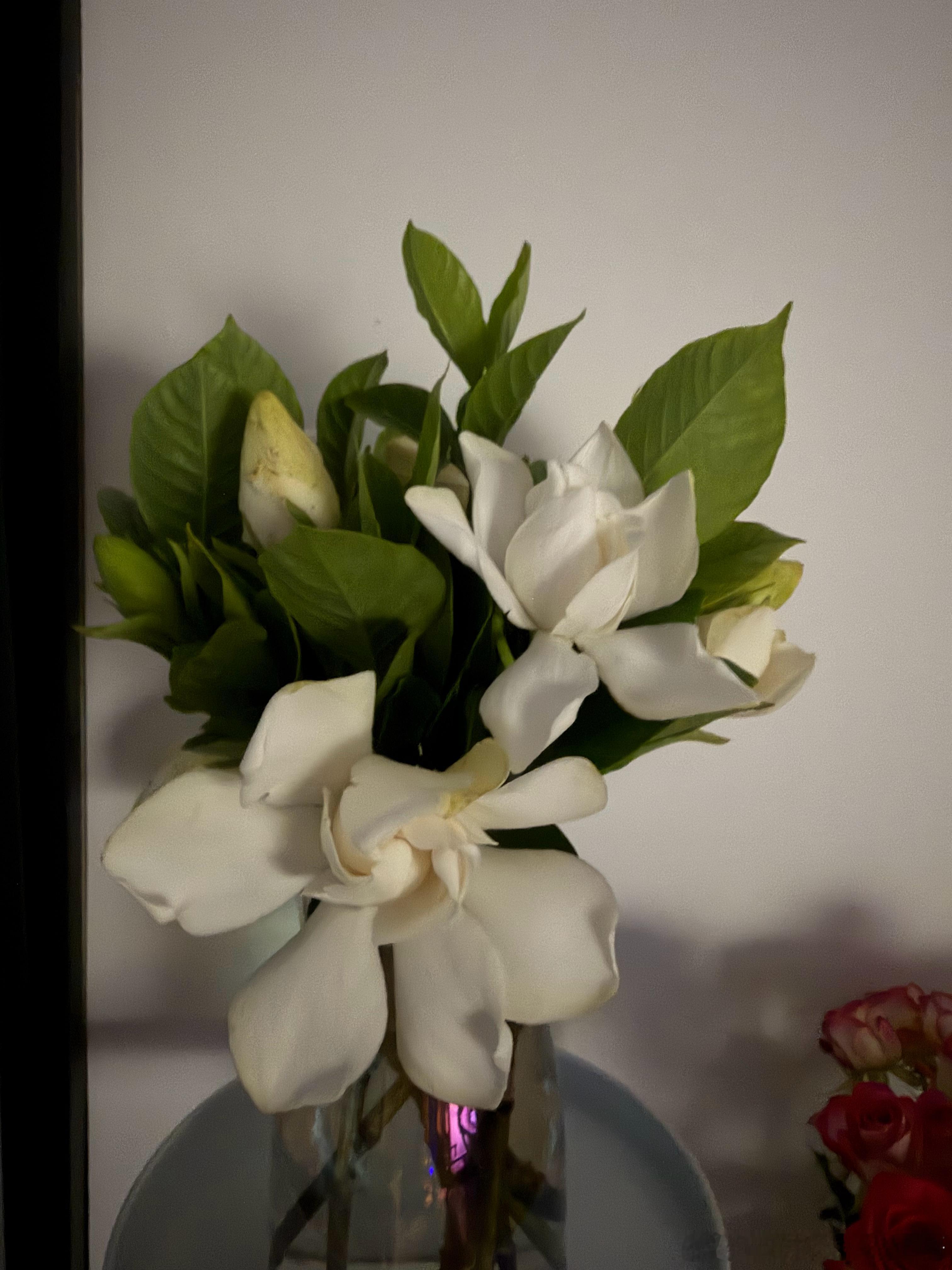 你好啊，栀子花老师。大半夜的，你怎么突然来了？ 