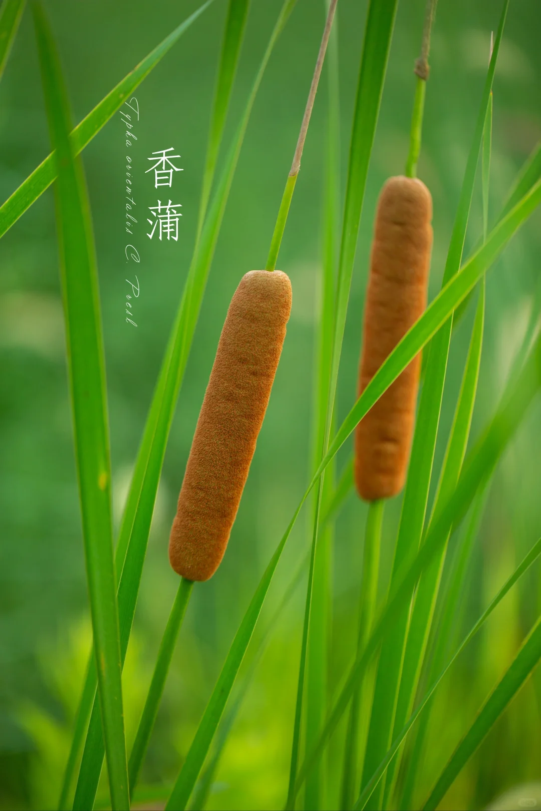香蒲