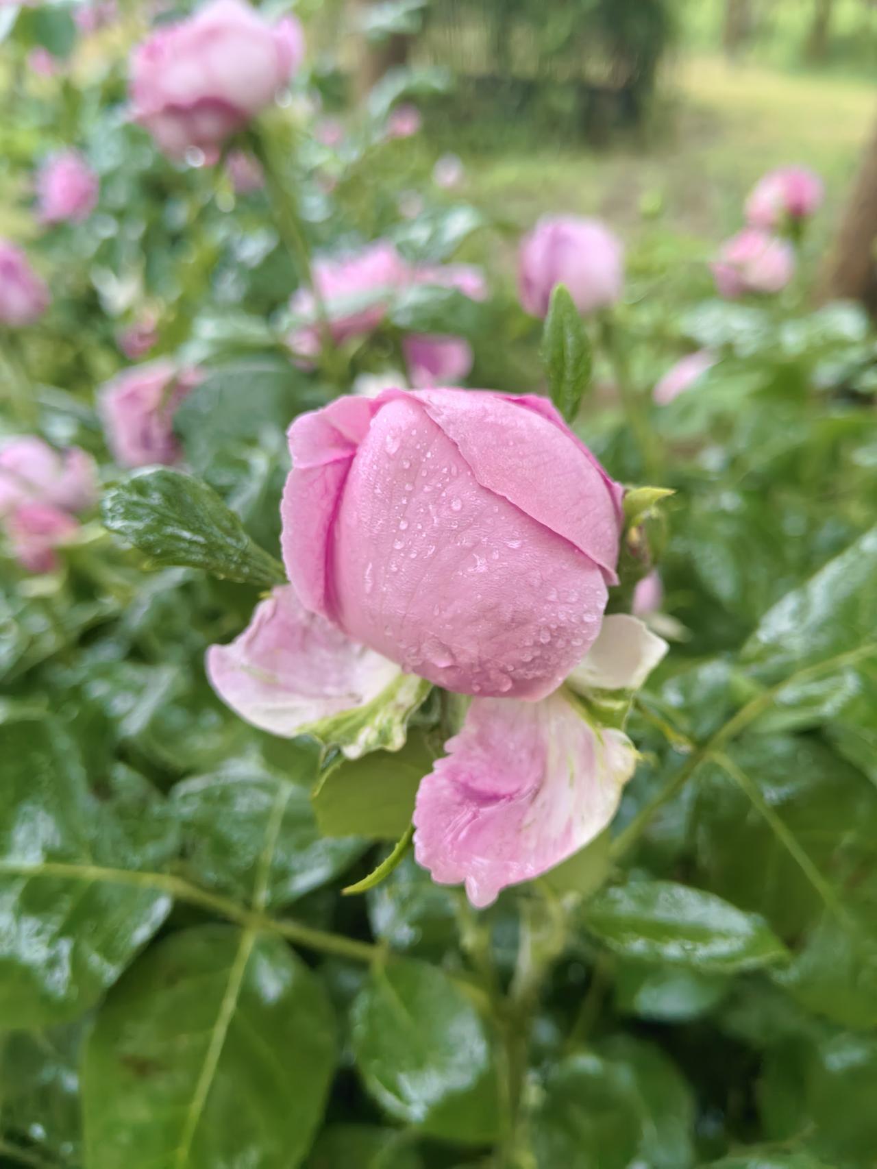 这个梦做得好真实，细节都那么清晰。能感觉到你对那段身穿军装、与战友们共同保障飞行