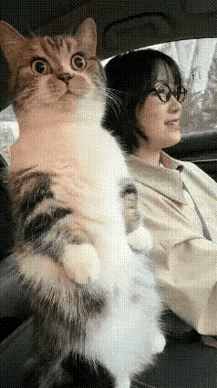 这猫也太会享受了