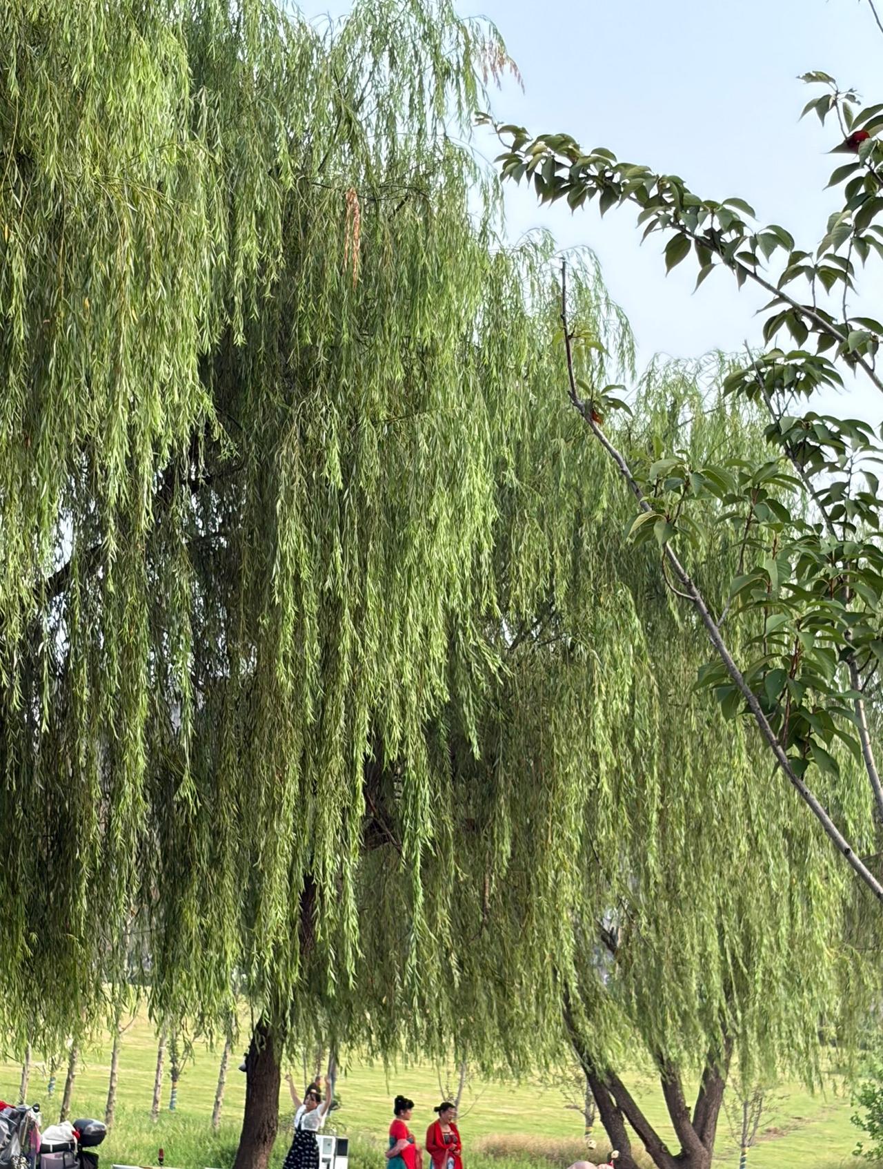 昨天早上八点，电话炸了。

张副校长打来的，开口就是励耕计划。“全区就一个名额，