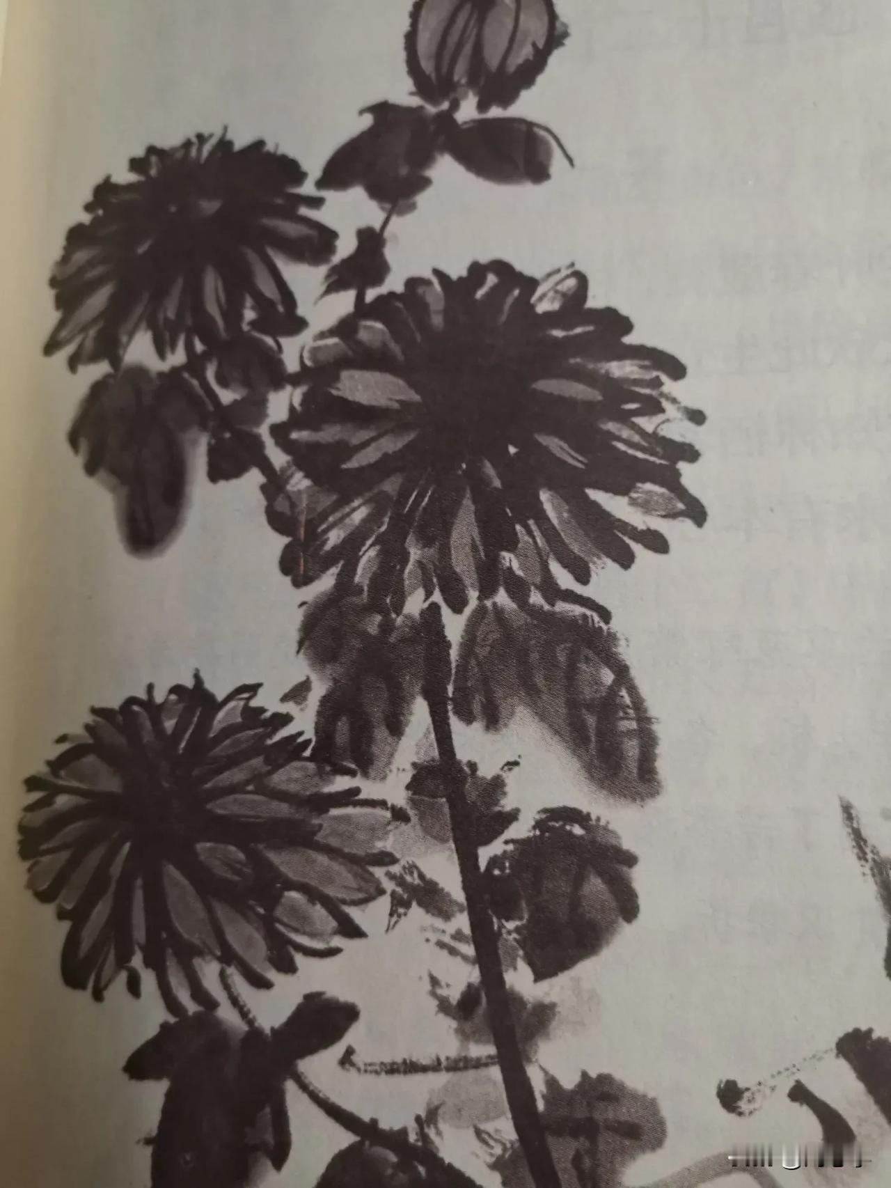 原创/刘忠学
                  秋         菊
秋风萧