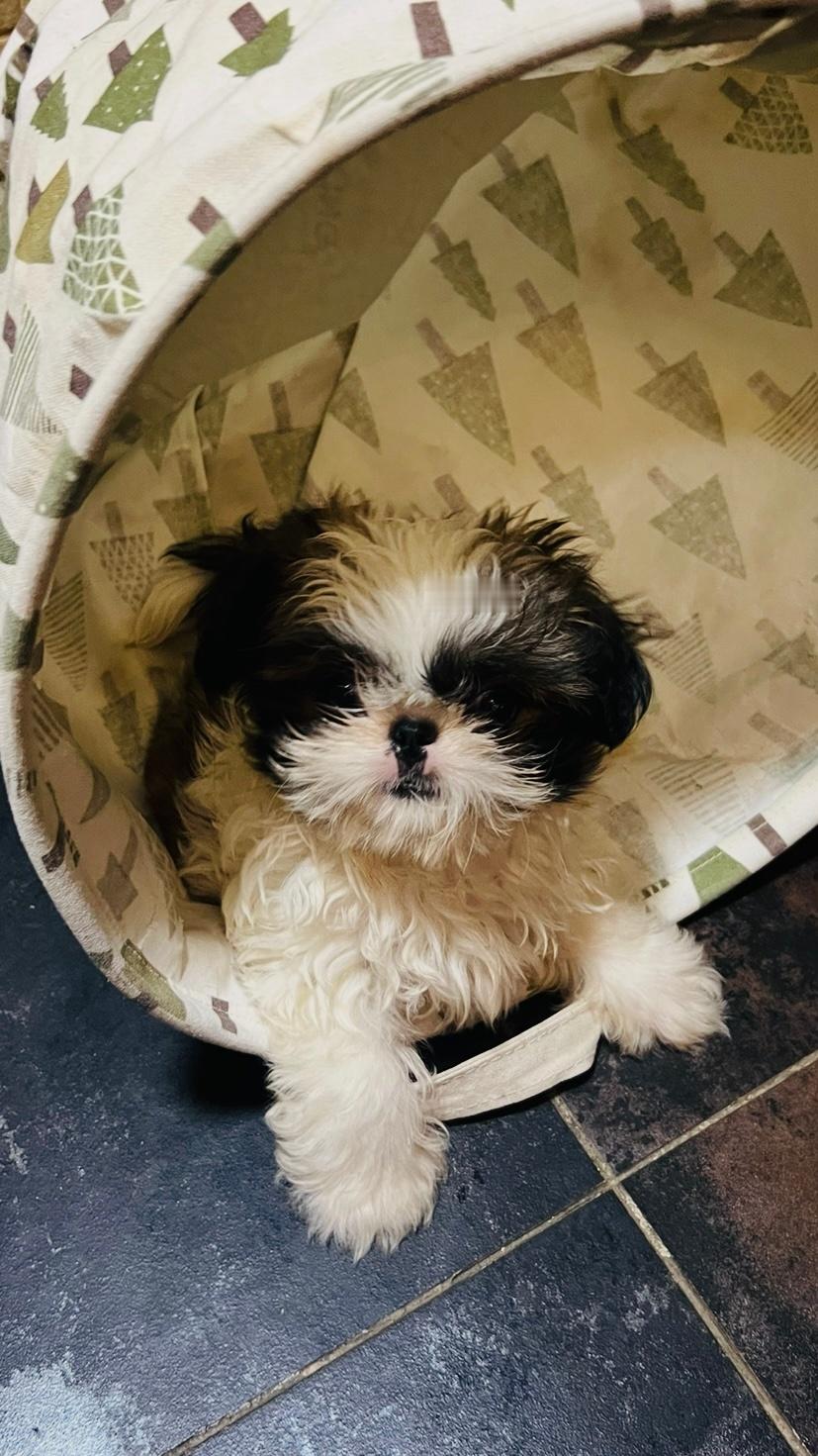 🐶只要宝宝把大小便拉在狗厕所上，就奖励玩耍时间。今天尿尿全程零失误，三次大便里