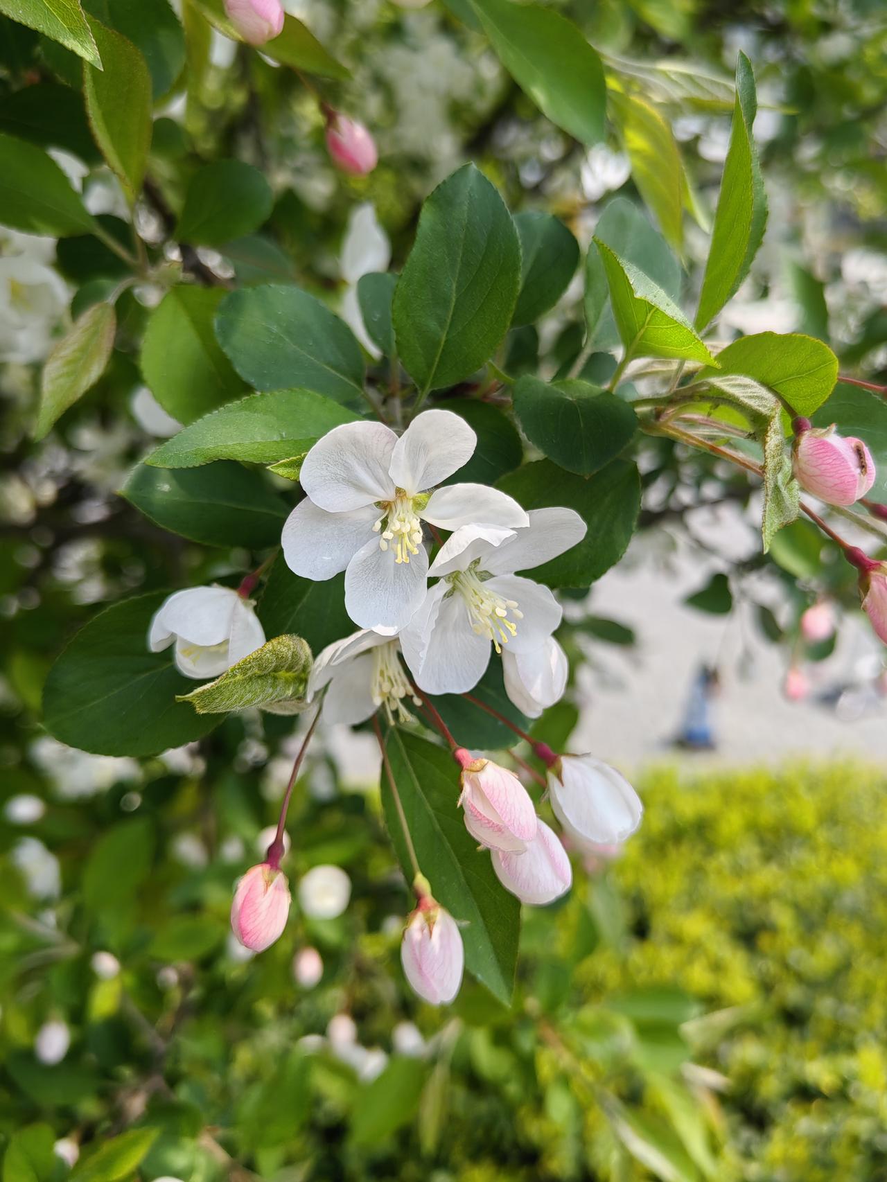 不争,是一种什么境界?夫唯不争，故莫天下莫能与之争也！