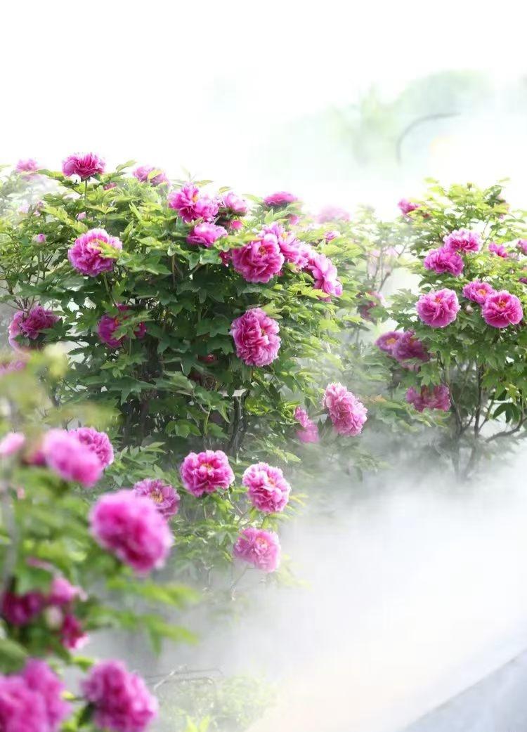 俗语云:眼过四十花一花。我已过了八十岁，岂不是要花两花？不知还能不能花三花？[大