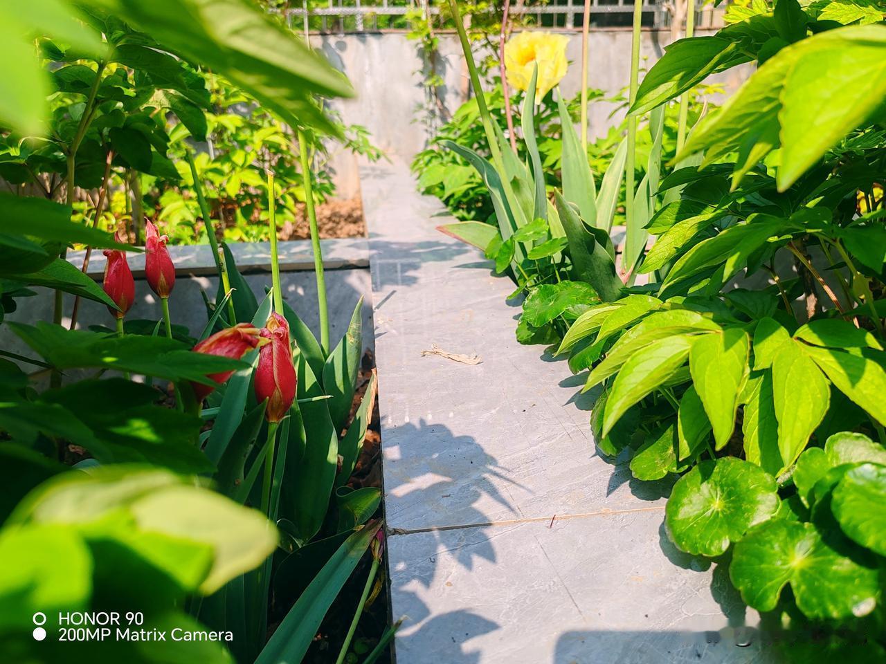 黑龙江一女子花300元买一只9斤重的鹅，因有事未取走，几天后女子取鹅，谁料，鹅变