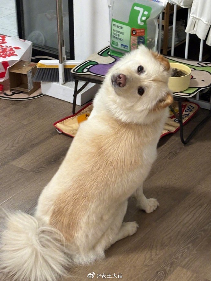 上辈子是个猫头鹰吧 ​​​