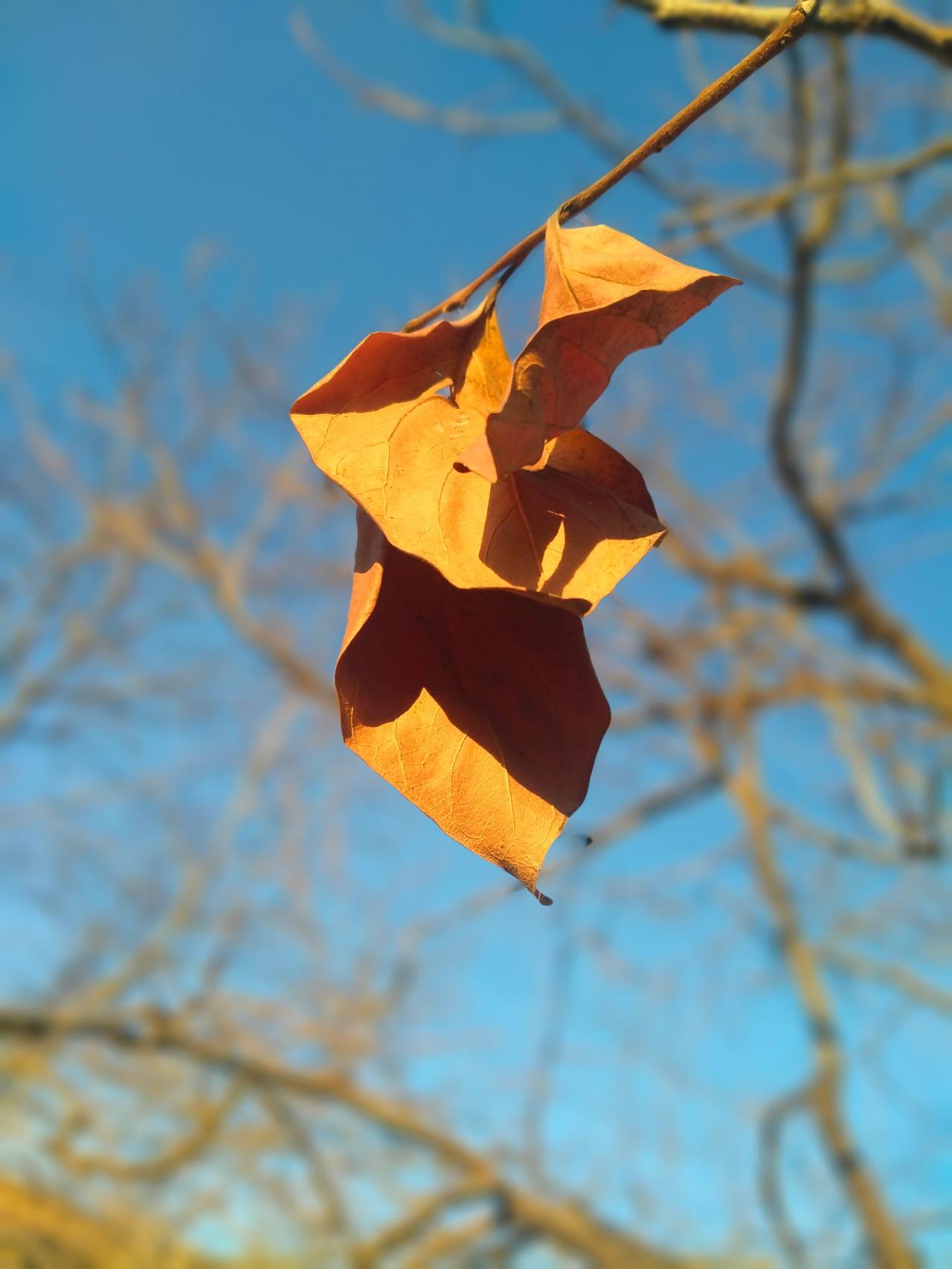 最后一片悬铃木叶还坠在细枝上，把晴蓝的天裁成暖橙色的角。风来的时候它蜷了蜷边，像