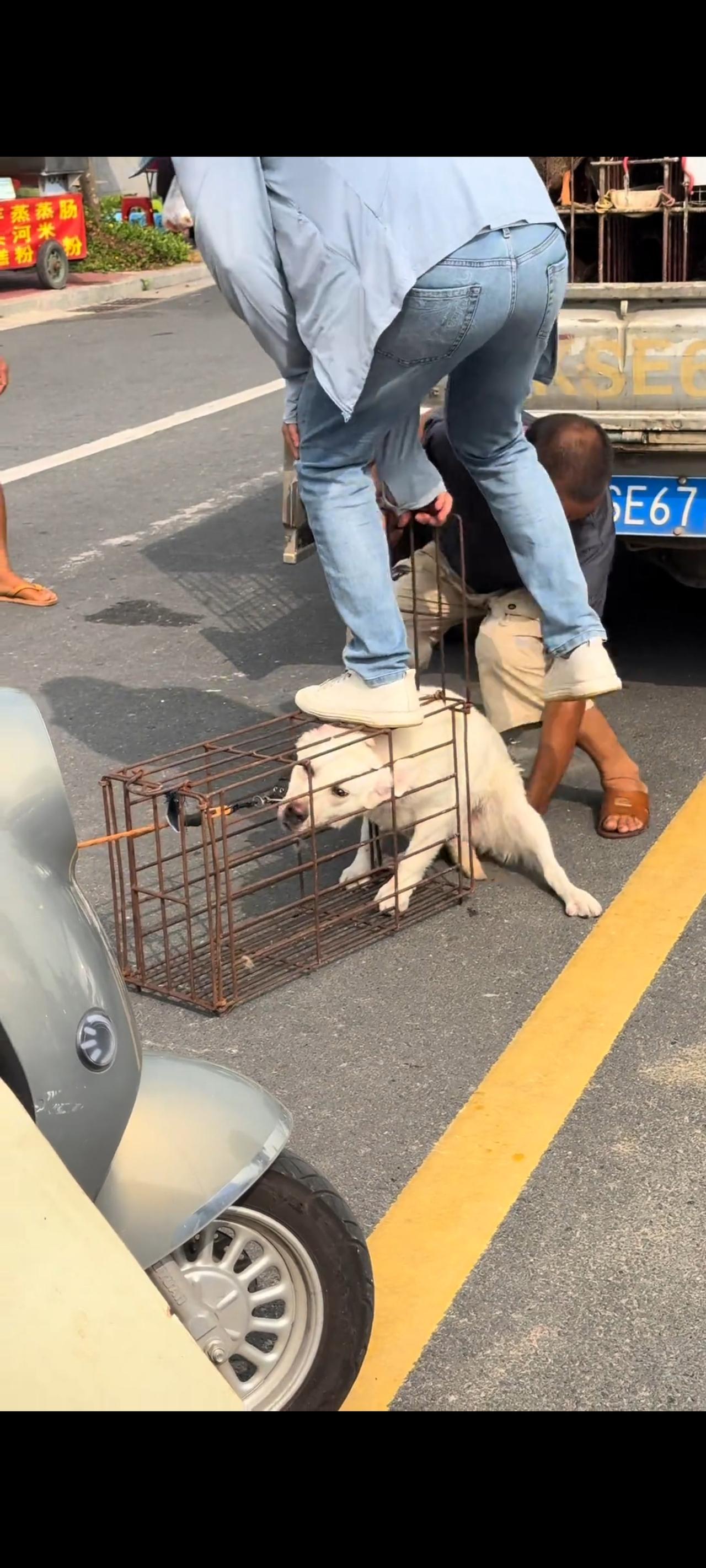 眼前的视频画面实在太让人感到心酸与无助了，一只名贵的犬种，不知道什么原因，竟然落