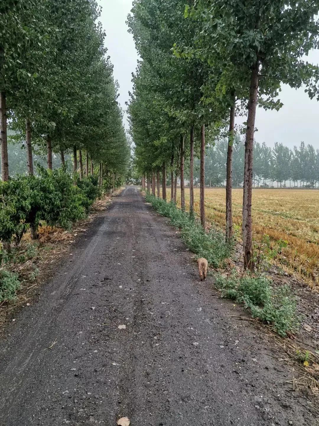 邻居这一家子也够悲催
由于家里没有实力，大早上一家之主被人家给抓走了