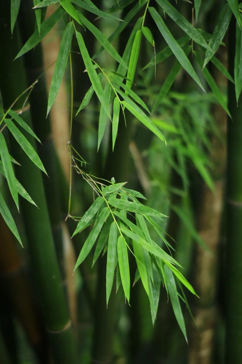 像竹子一样生活真的很爽 学竹子沉稳内敛，不争不抢，默默扎根向上，日子简单又通透，