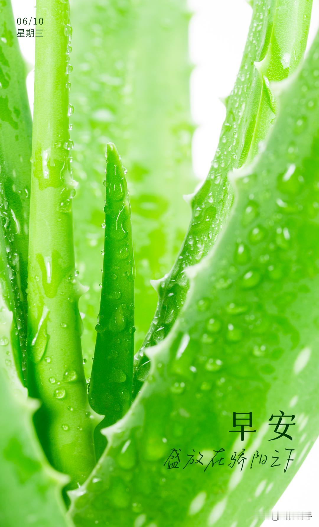 早安！当第一缕阳光洒下，世界宛如被镀上了一层金边，万物在骄阳之下盛放。路边的小花