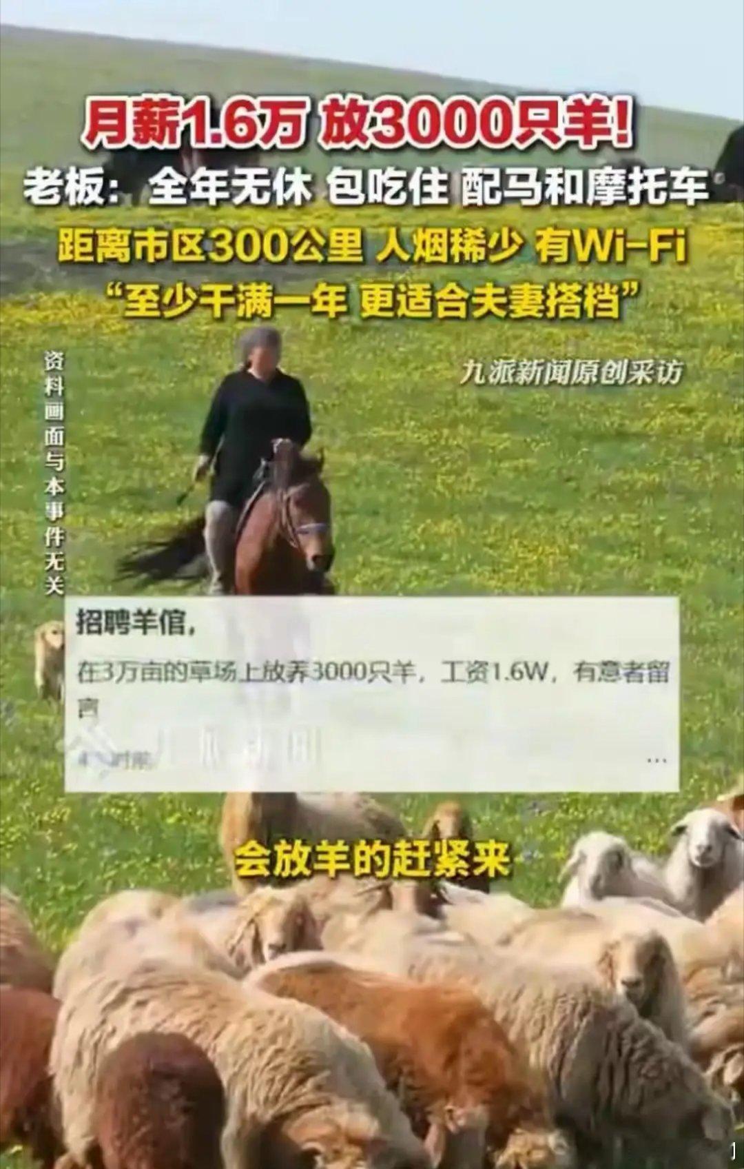 月薪1.6万放羊已筛选出2对夫妻这个工作的好处是，不用处理复杂的人际关系，没有9
