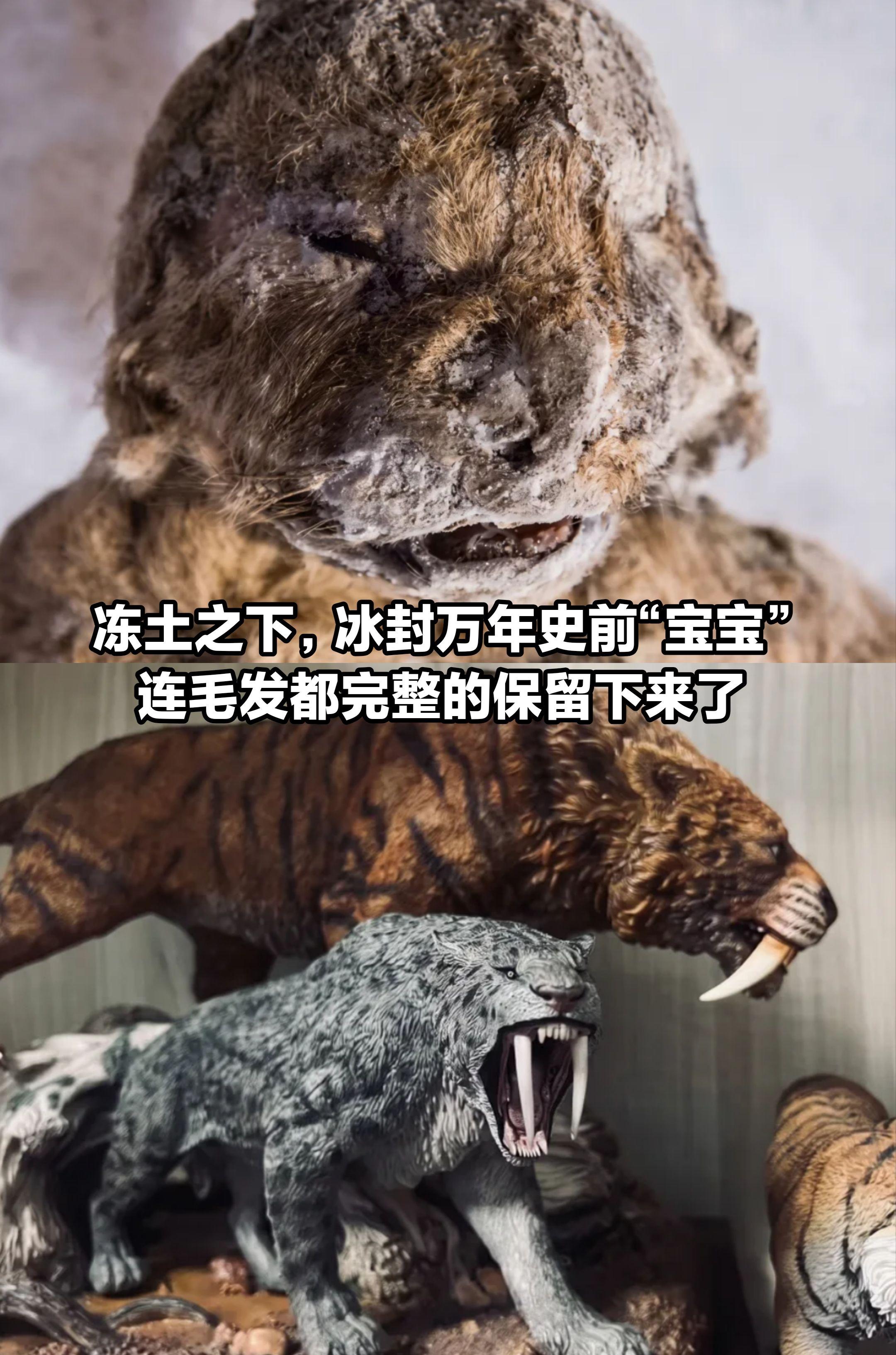 冻土之下，冰封万年的史前“宝宝”