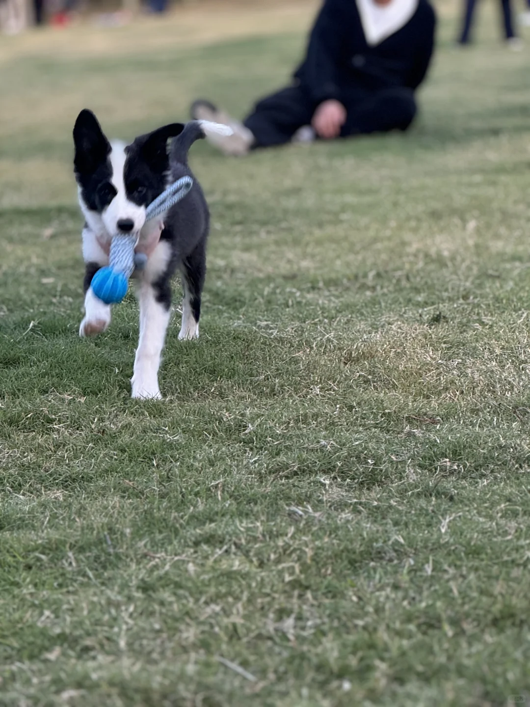 牛牛家的小狗🐕