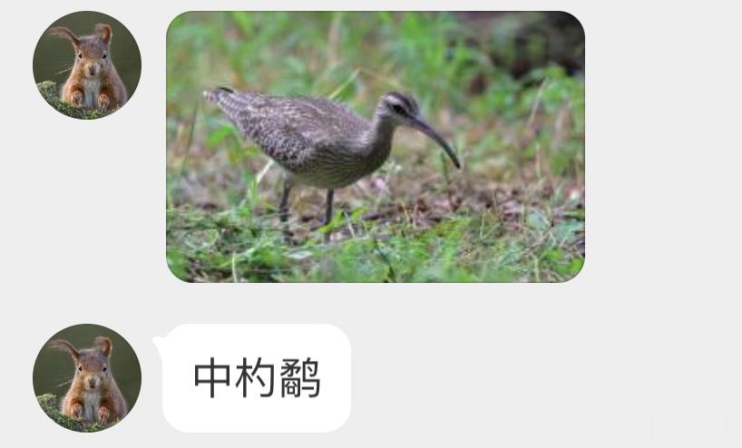 #鸟粉投稿# 吃饭自带筷子🥢的【中杓鹬yù】歪头好傲娇！ ​​​