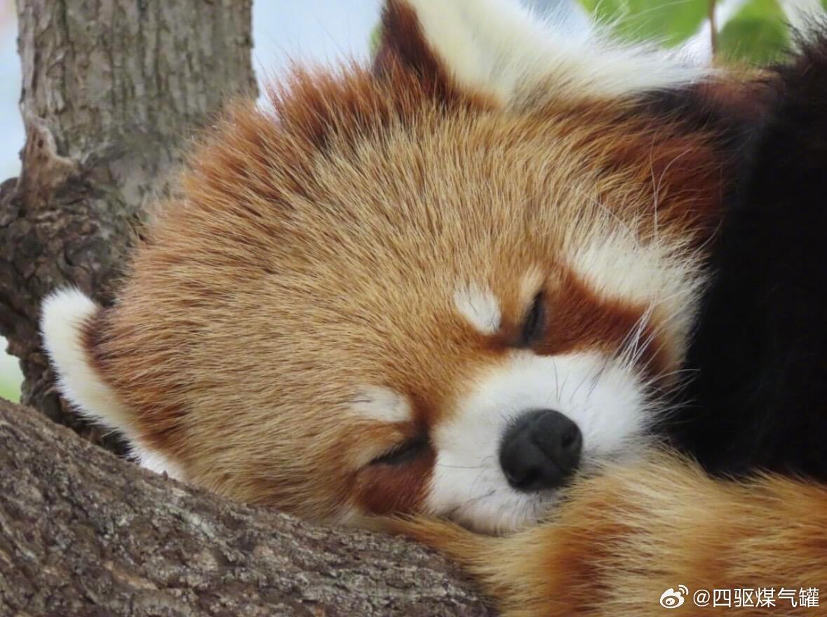 谁家小熊猫睡着了💤 