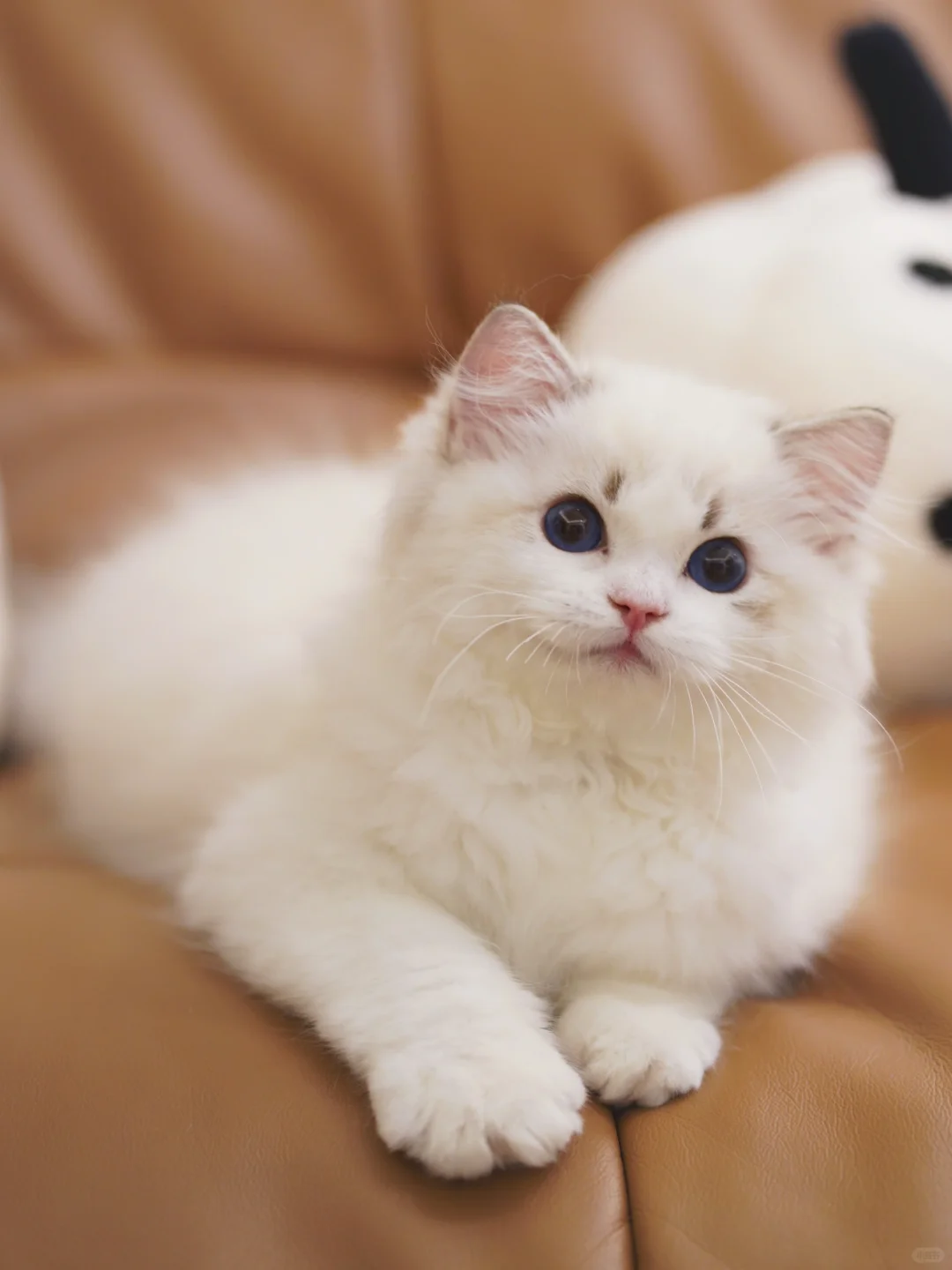 KERR布偶猫｜以后就是美国佬了🇺🇸