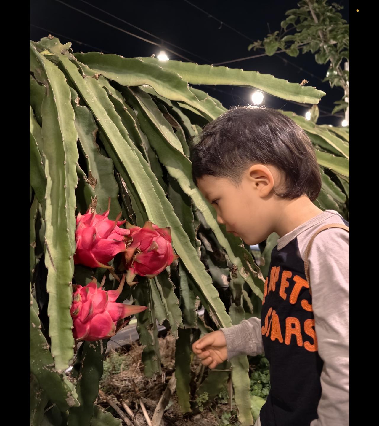 春日生活打卡季｜把海南的春天，过成全家人的幸福日常

春风一吹，海南的日子就甜成