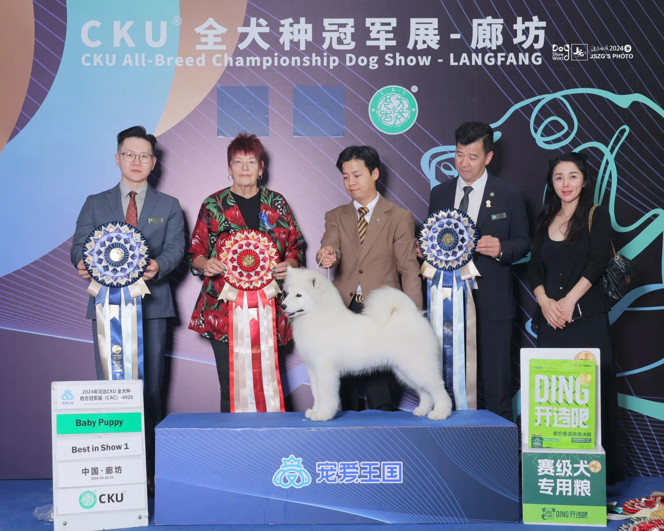 廊坊站：5个月的萨摩耶女孩“一月”，共报名5场比赛，获得Baby组全场...